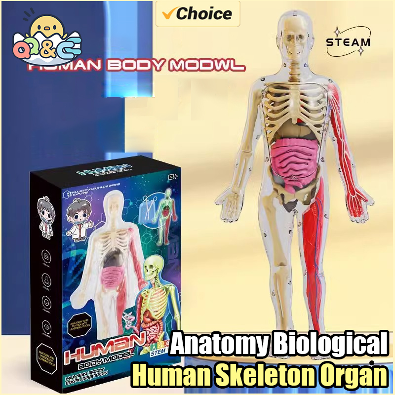 Human Skeleton Organ Anatomy B - Kids Education Music reseña y precio