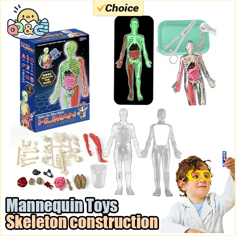 Human Skeleton Organ Anatomy B - Kids Education Music reseña y precio