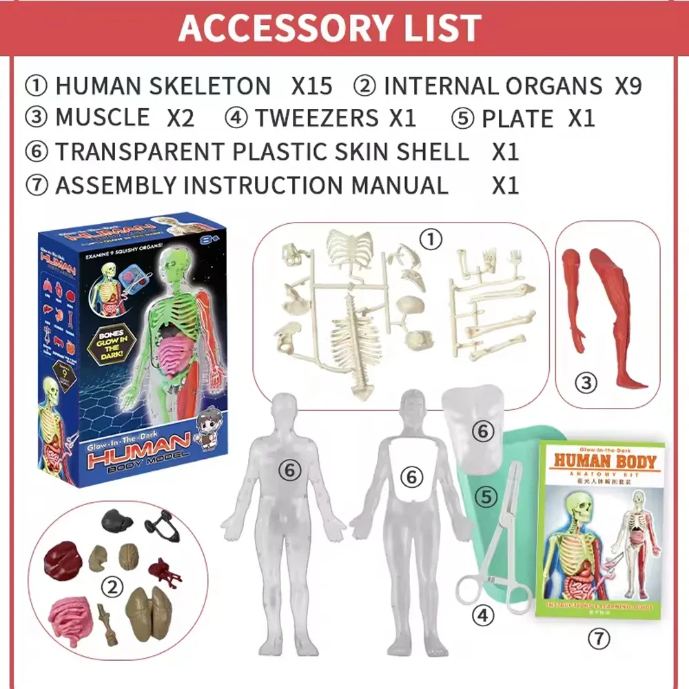 Human Skeleton Organ Anatomy B - Kids Education Music reseña y precio